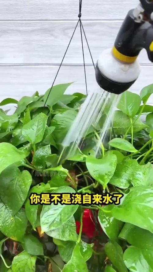 王大妈对付绿萝“黄叶”有一手的简单介绍-第2张图片-优品飞百科