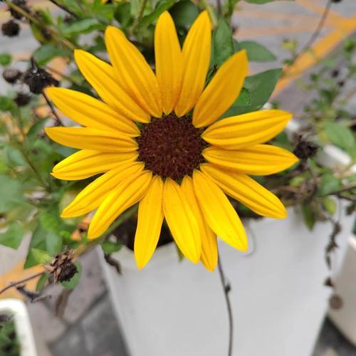 黑心菊怎么养殖，黑心菊养殖方法和注意事项