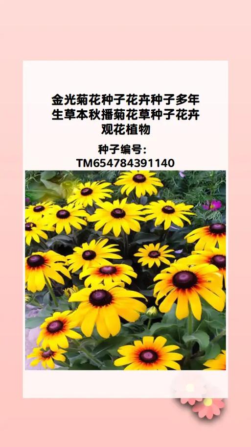 黑心菊怎么养殖，黑心菊养殖方法和注意事项-第2张图片-优品飞百科