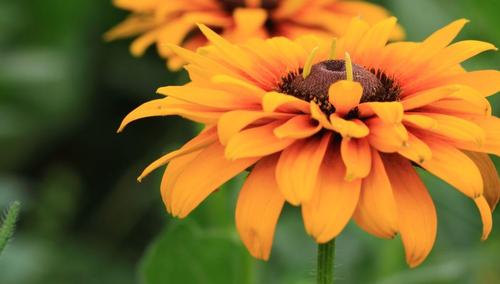 黑心菊怎么养殖，黑心菊养殖方法和注意事项-第3张图片-优品飞百科