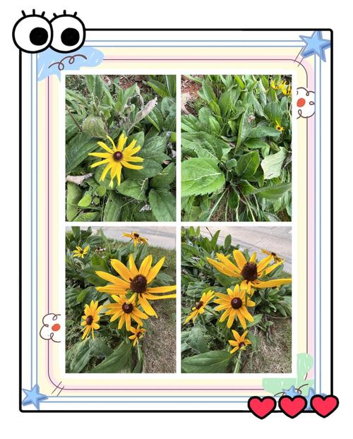 黑心菊怎么养殖，黑心菊养殖方法和注意事项-第4张图片-优品飞百科