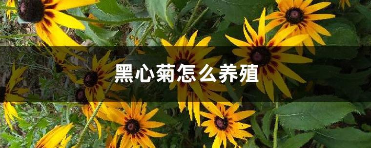黑心菊怎么养殖，黑心菊养殖方法和注意事项-第5张图片-优品飞百科