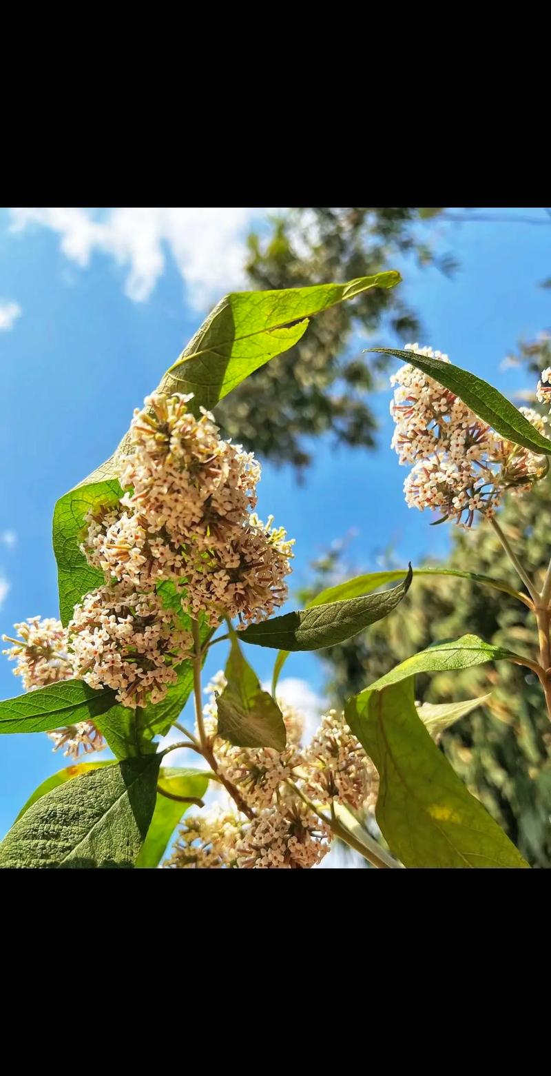 密蒙花怎么养，密蒙花的使用方法？