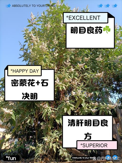 密蒙花怎么养，密蒙花的使用方法？-第2张图片-优品飞百科