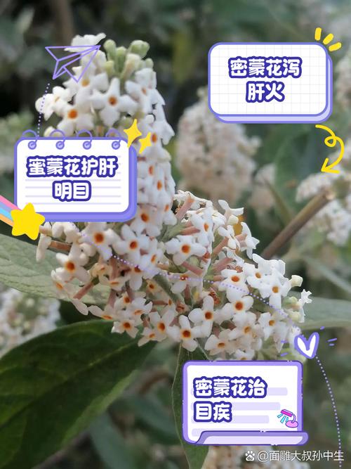 密蒙花怎么养，密蒙花的使用方法？-第3张图片-优品飞百科