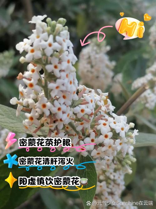 密蒙花怎么养，密蒙花的使用方法？-第4张图片-优品飞百科