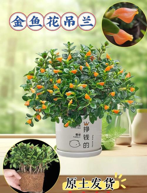 金鱼草春天怎么养？金鱼草夏季？