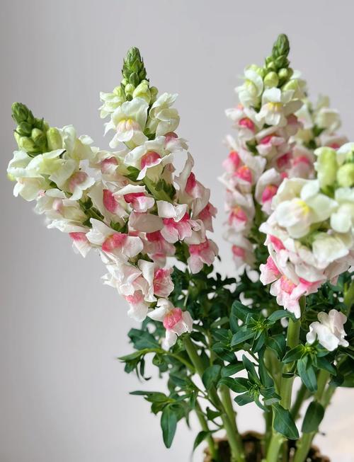 金鱼草春天怎么养？金鱼草夏季？-第2张图片-优品飞百科