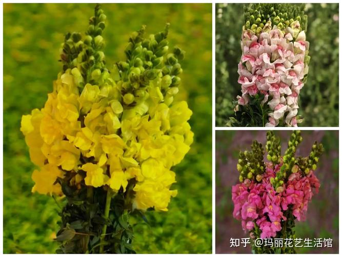 金鱼草春天怎么养？金鱼草夏季？-第4张图片-优品飞百科