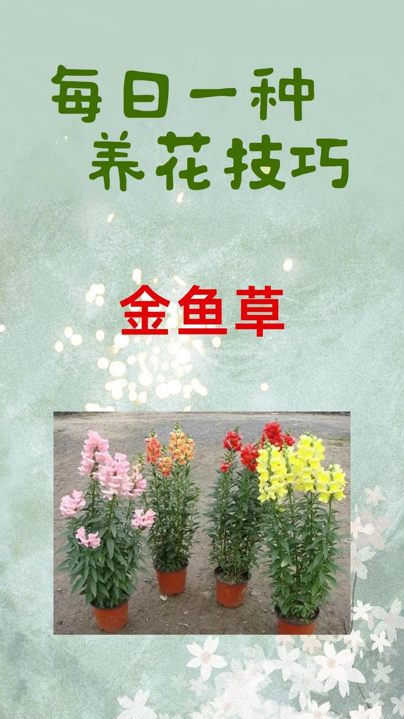 金鱼草春天怎么养？金鱼草夏季？-第5张图片-优品飞百科