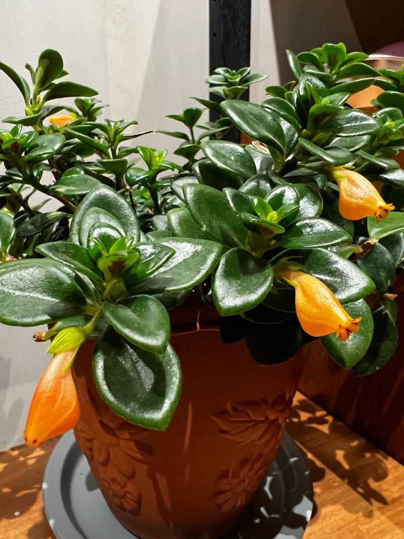 金鱼草春天怎么养？金鱼草夏季？-第6张图片-优品飞百科