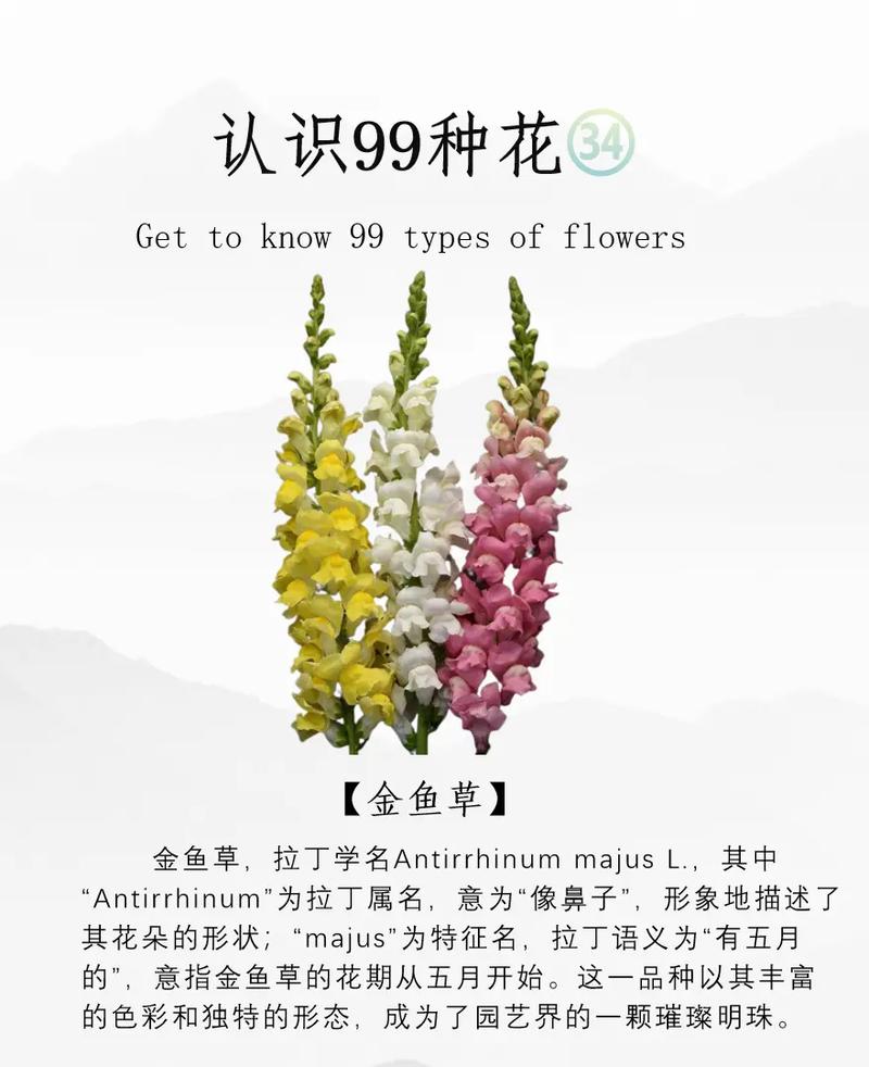 金鱼草春天怎么养？金鱼草夏季？-第7张图片-优品飞百科