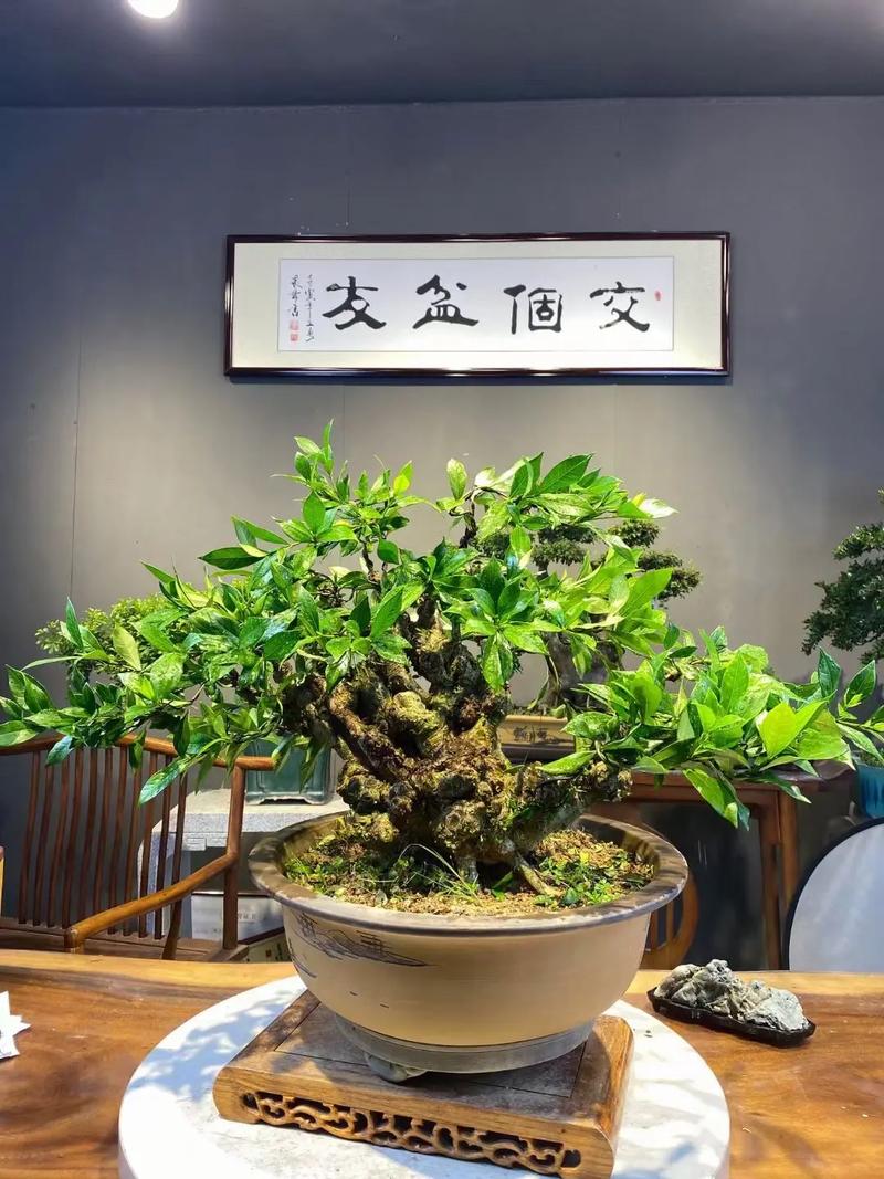 盆栽栀子花冬天怎么养？盆栽栀子花冬天怎么养护和浇水？