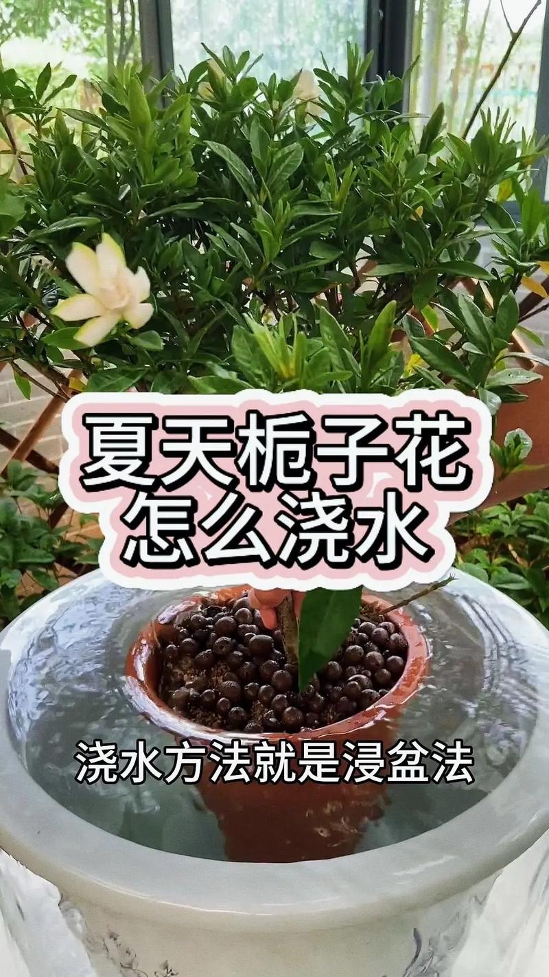 盆栽栀子花冬天怎么养？盆栽栀子花冬天怎么养护和浇水？-第3张图片-优品飞百科