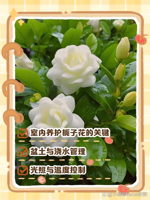 盆栽栀子花冬天怎么养？盆栽栀子花冬天怎么养护和浇水？-第5张图片-优品飞百科