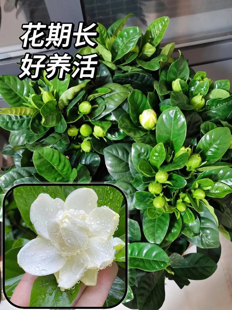 盆栽栀子花冬天怎么养？盆栽栀子花冬天怎么养护和浇水？-第6张图片-优品飞百科