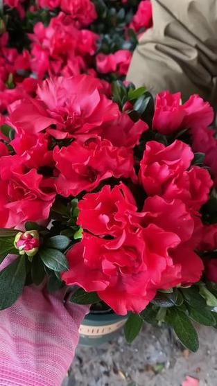 夏鹃为什么春天开花，夏鹃杜鹃-第1张图片-优品飞百科