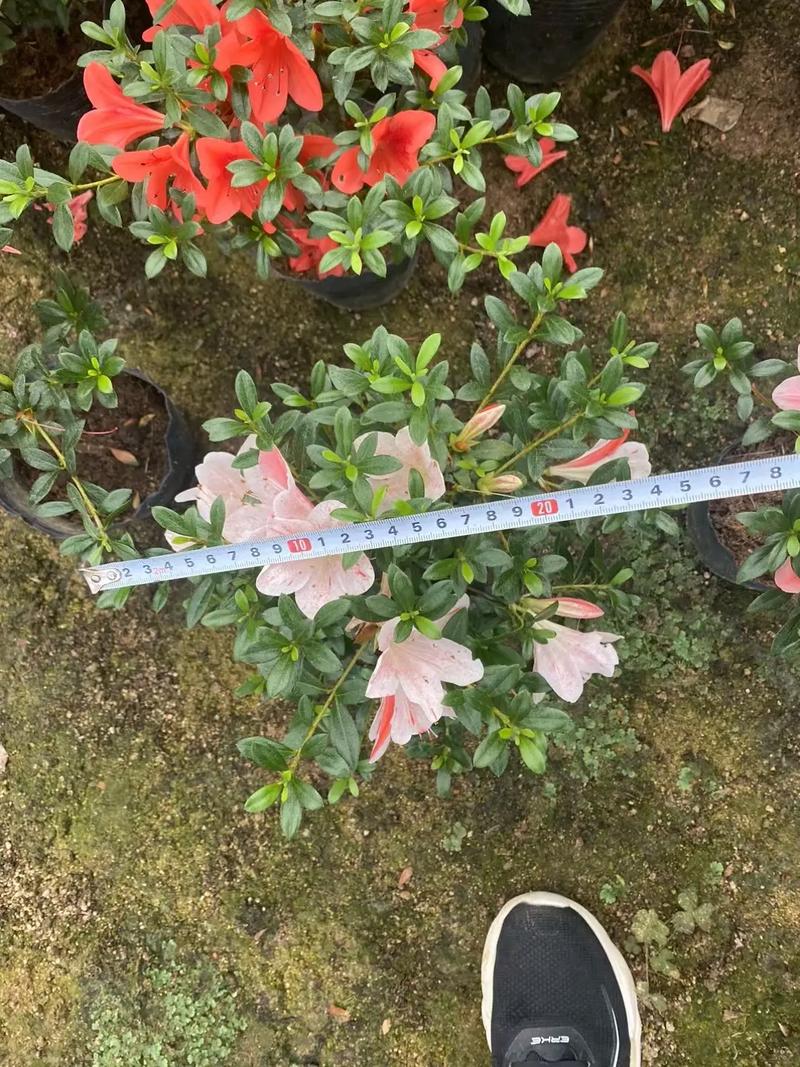 夏鹃为什么春天开花，夏鹃杜鹃-第2张图片-优品飞百科