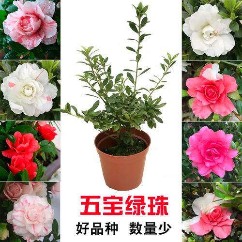 夏鹃为什么春天开花，夏鹃杜鹃-第3张图片-优品飞百科