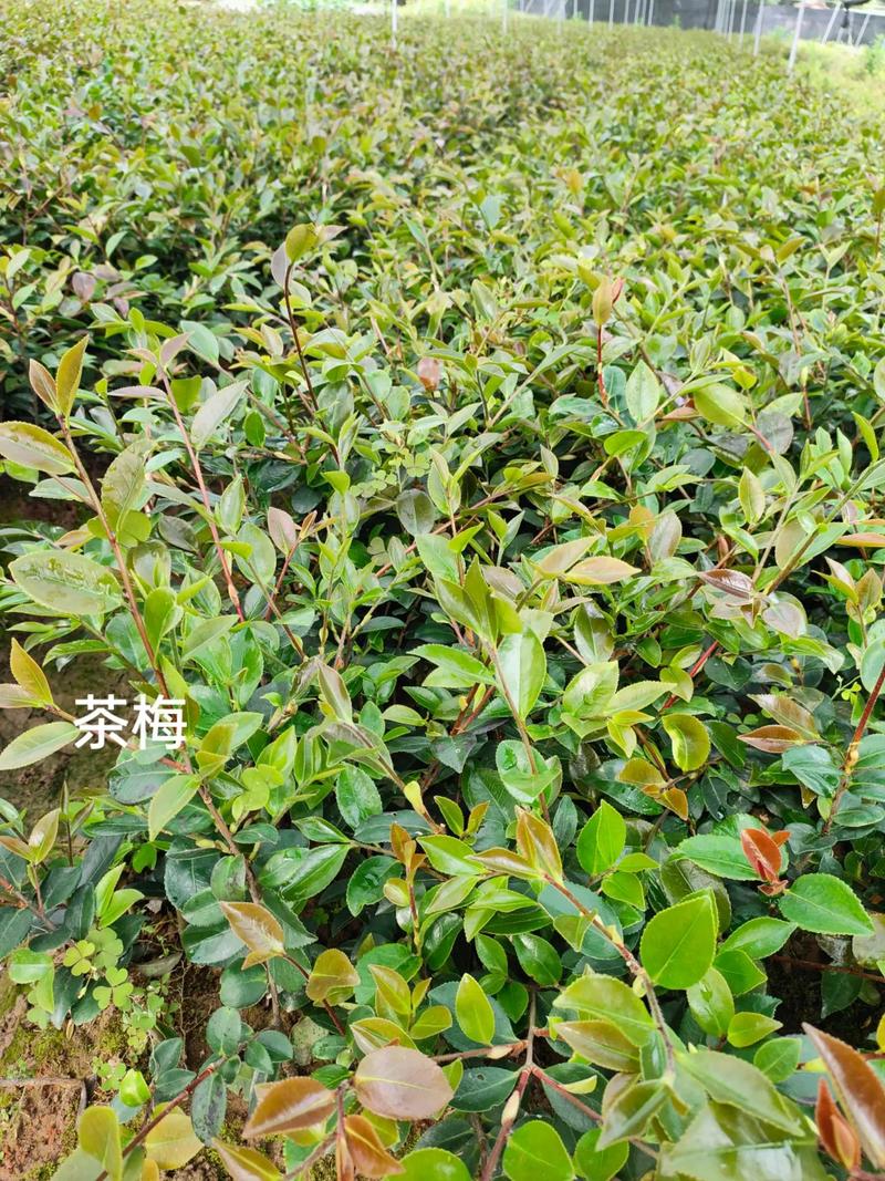 夏鹃为什么春天开花，夏鹃杜鹃-第4张图片-优品飞百科