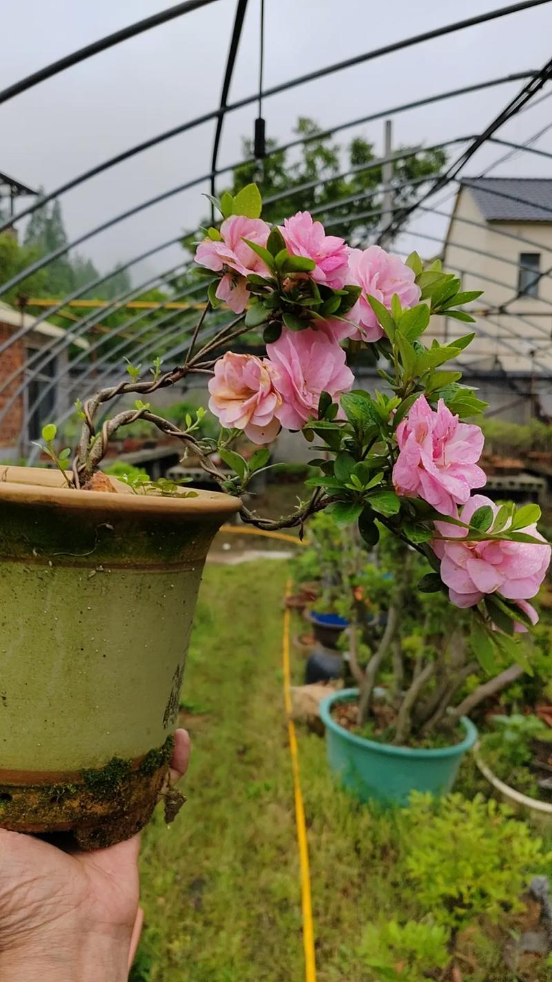 夏鹃为什么春天开花，夏鹃杜鹃-第5张图片-优品飞百科