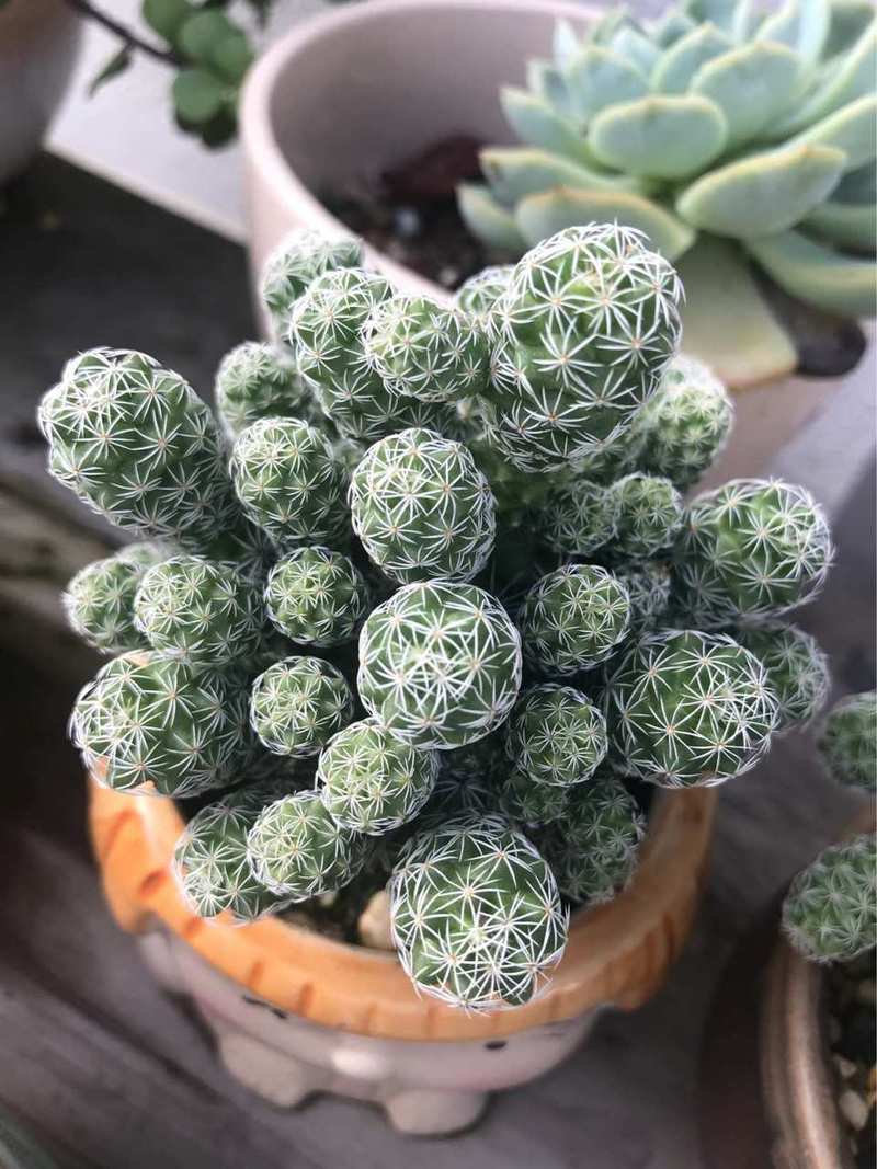 银手指怎么养才漂亮，银手指的栽培技术？-第2张图片-优品飞百科