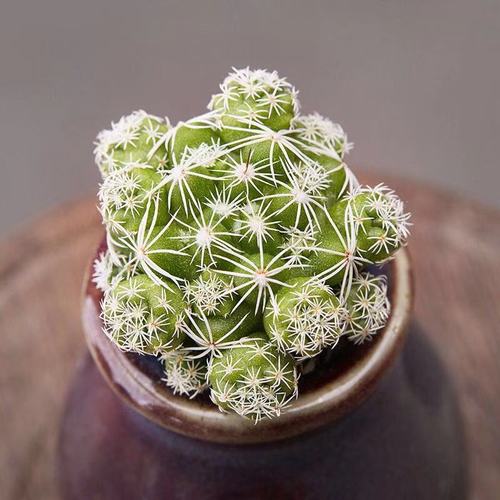 银手指怎么养才漂亮，银手指的栽培技术？