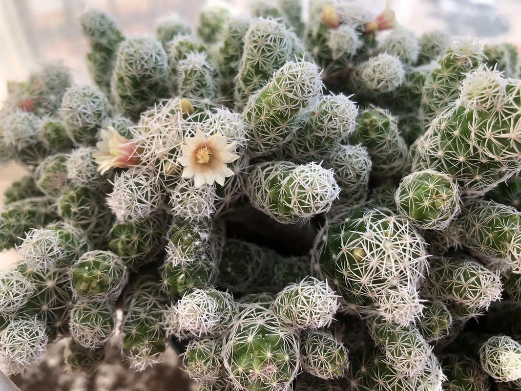 银手指怎么养才漂亮，银手指的栽培技术？-第3张图片-优品飞百科