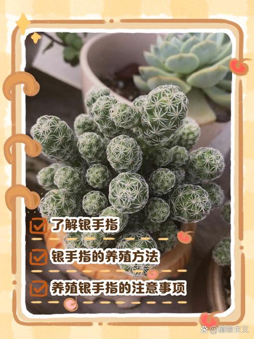 银手指怎么养才漂亮，银手指的栽培技术？-第4张图片-优品飞百科
