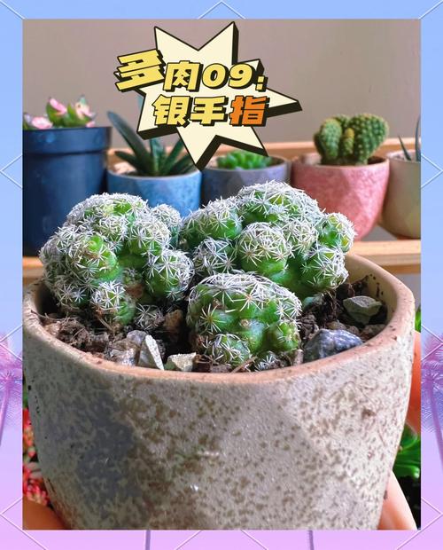 银手指怎么养才漂亮，银手指的栽培技术？-第5张图片-优品飞百科