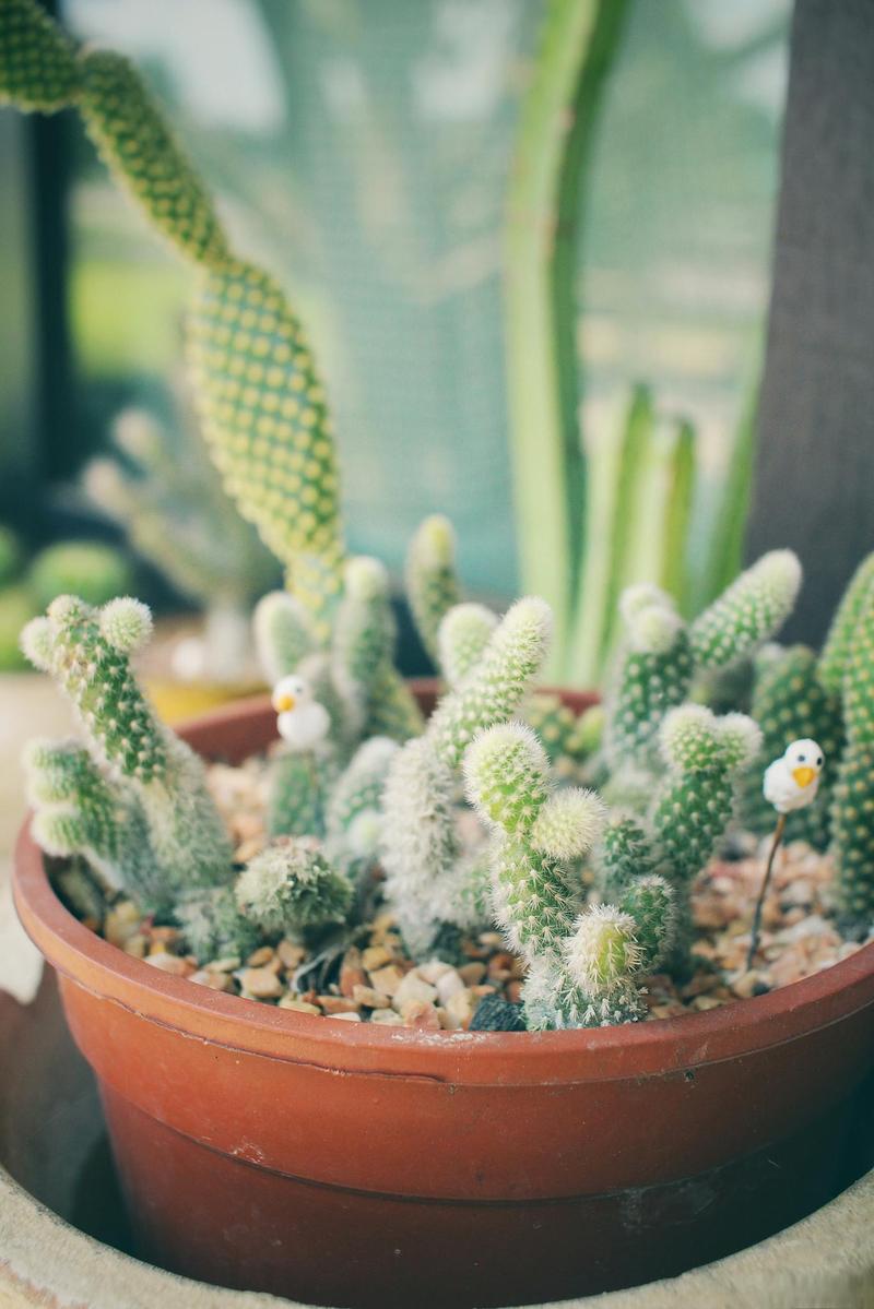 银手指怎么养才漂亮，银手指的栽培技术？-第6张图片-优品飞百科