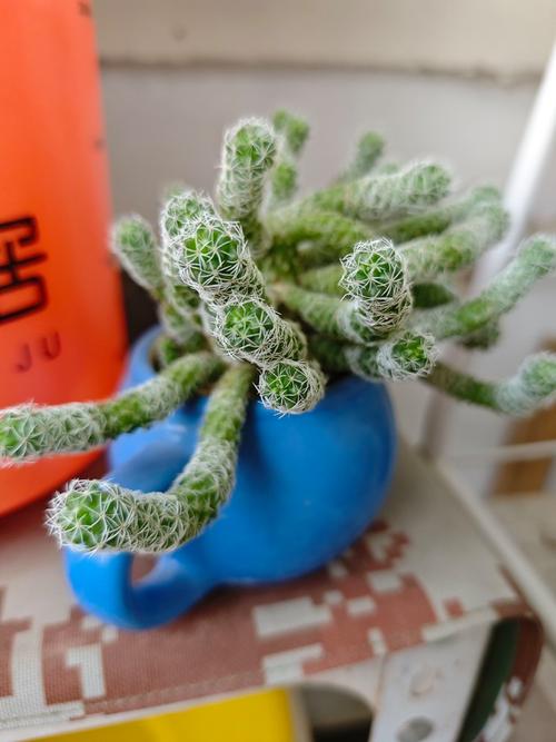 银手指怎么养才漂亮，银手指的栽培技术？-第7张图片-优品飞百科