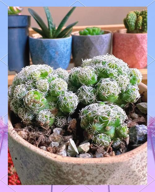 银手指怎么养才漂亮，银手指的栽培技术？-第8张图片-优品飞百科