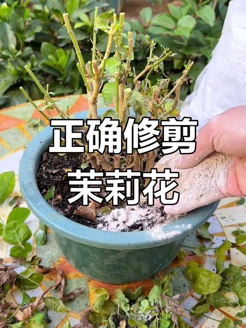 茉莉花怎么修剪，春天茉莉花怎么修剪