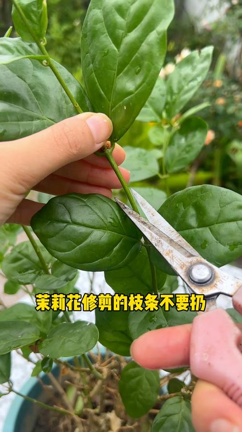 茉莉花怎么修剪，春天茉莉花怎么修剪-第2张图片-优品飞百科