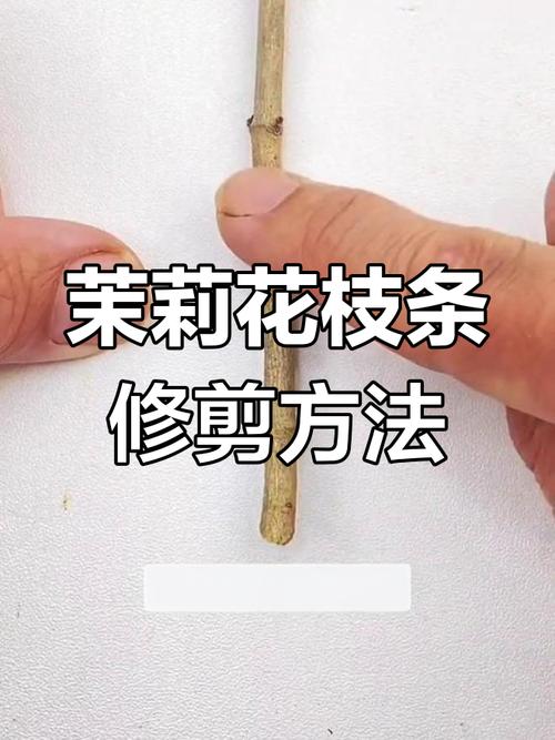 茉莉花怎么修剪，春天茉莉花怎么修剪-第3张图片-优品飞百科