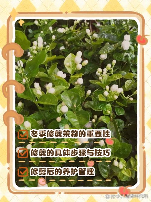 茉莉花怎么修剪，春天茉莉花怎么修剪-第4张图片-优品飞百科