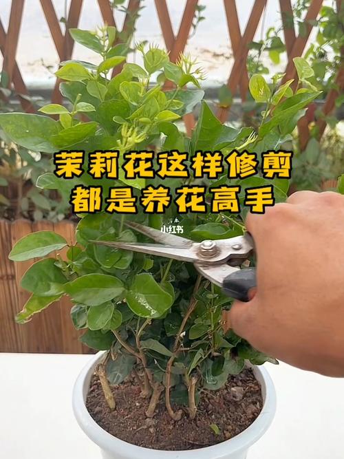茉莉花怎么修剪，春天茉莉花怎么修剪-第6张图片-优品飞百科