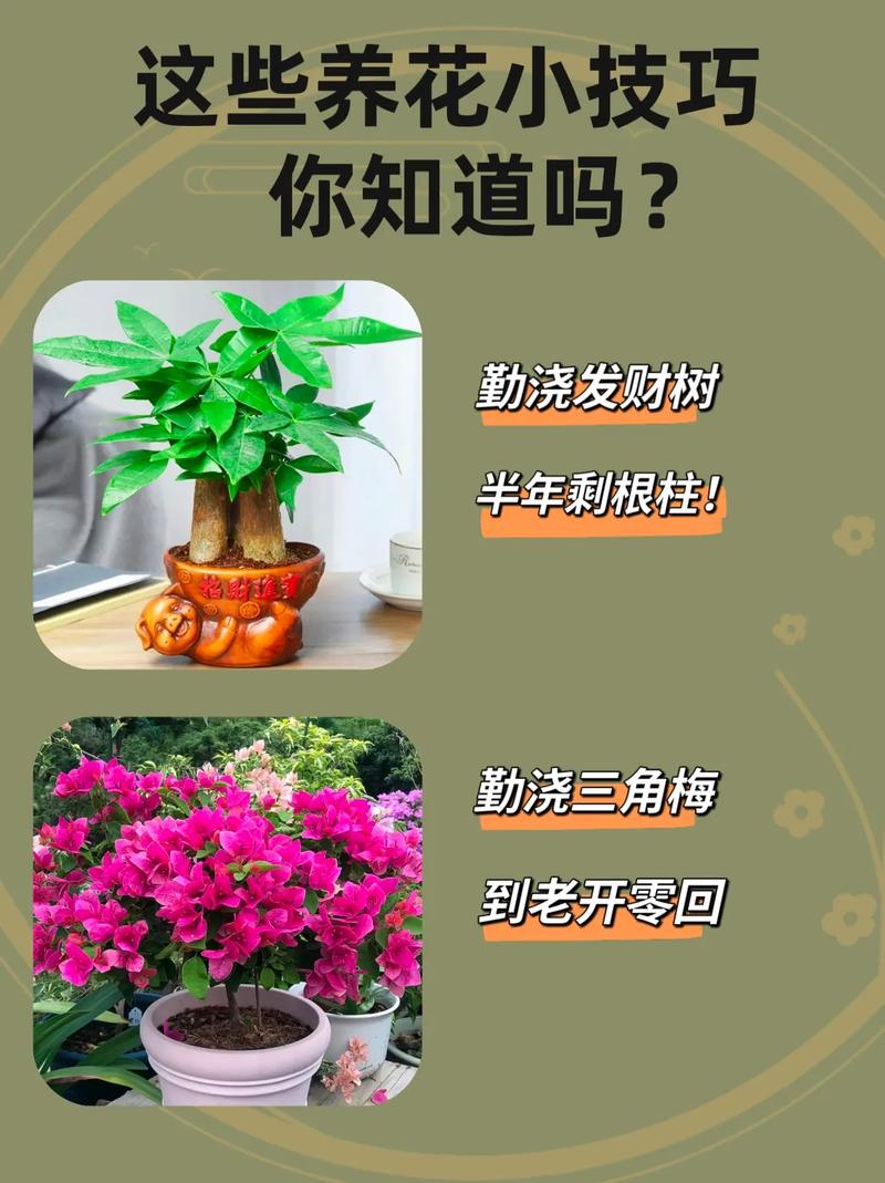 新手养花该注意什么？新手养花注意事项？-第3张图片-优品飞百科