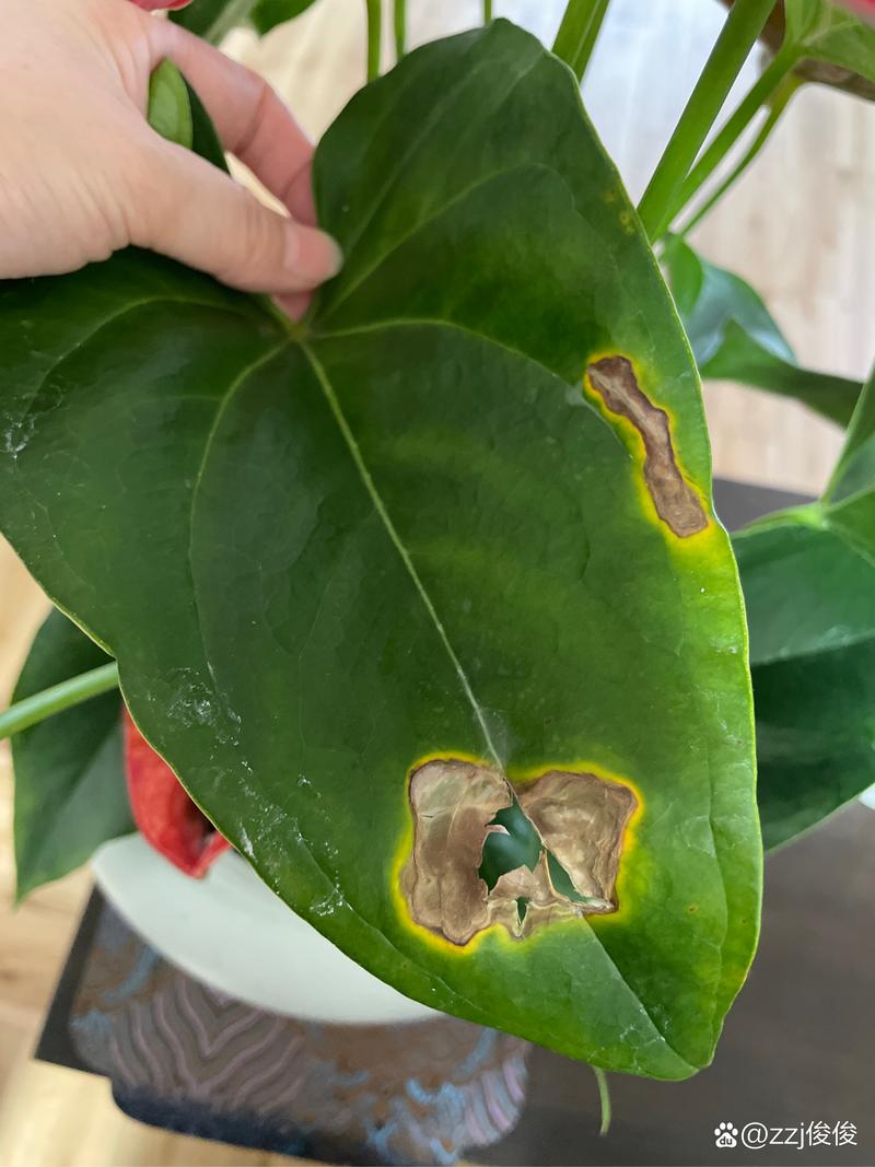红掌叶子发黄怎么办？红掌叶子黑斑怎么补救？