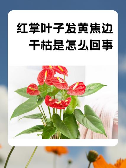 红掌叶子发黄怎么办？红掌叶子黑斑怎么补救？-第2张图片-优品飞百科