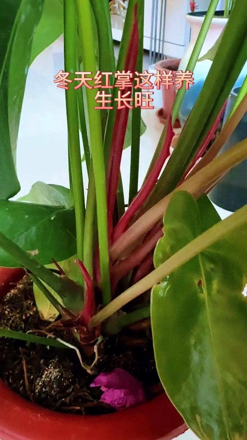 红掌叶子发黄怎么办？红掌叶子黑斑怎么补救？-第5张图片-优品飞百科