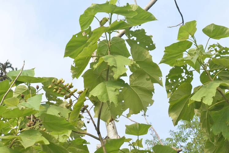 楸树的养殖方法，楸树有什么经济价值和种植方法?