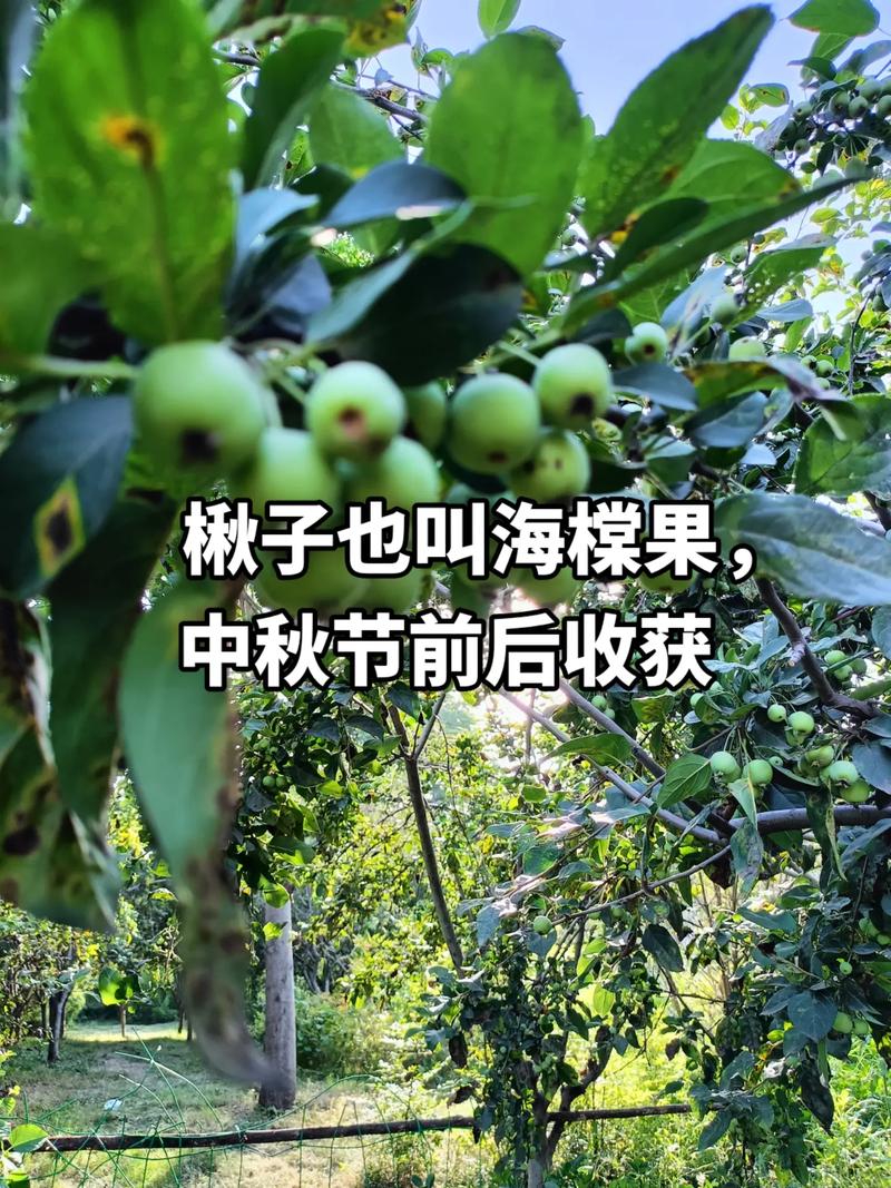 楸树的养殖方法，楸树有什么经济价值和种植方法?-第2张图片-优品飞百科
