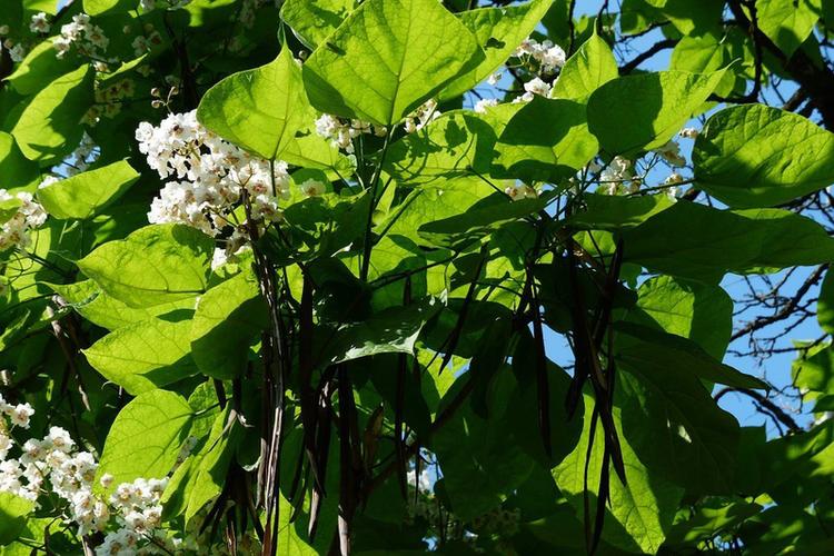 楸树的养殖方法，楸树有什么经济价值和种植方法?-第3张图片-优品飞百科