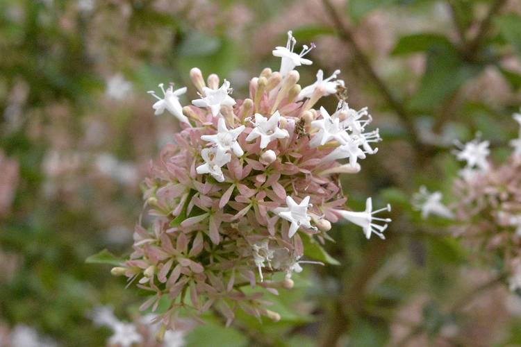 糯米条的繁殖方式？糯米条什么时候开花？