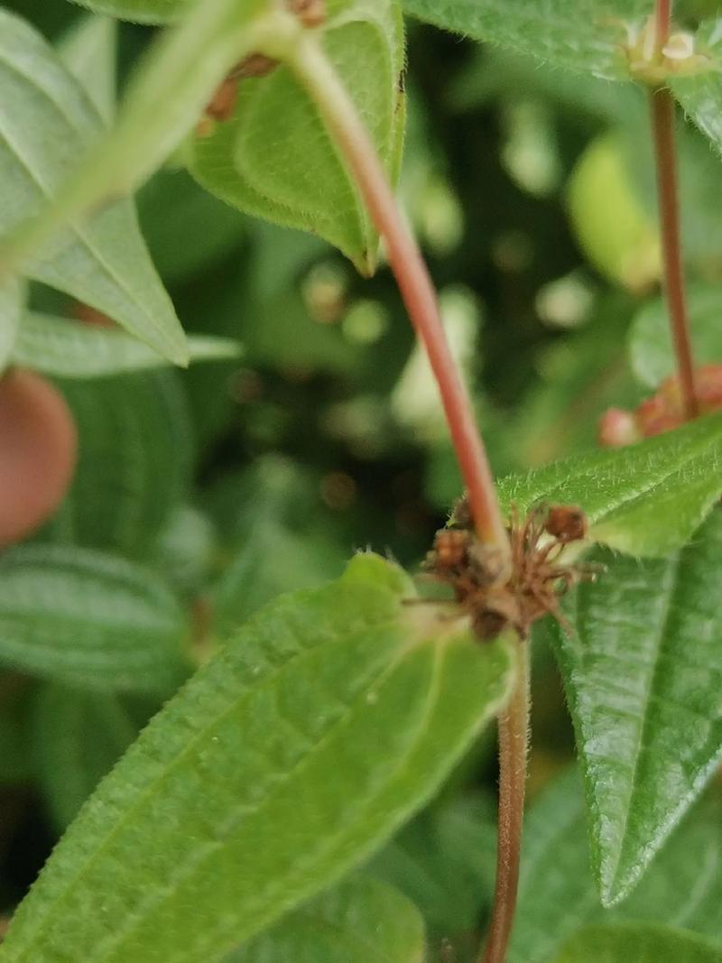 糯米条的繁殖方式？糯米条什么时候开花？-第2张图片-优品飞百科