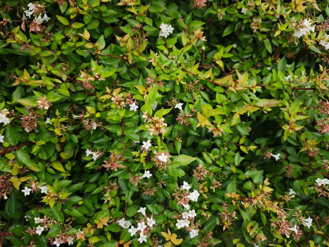 糯米条的繁殖方式？糯米条什么时候开花？-第3张图片-优品飞百科