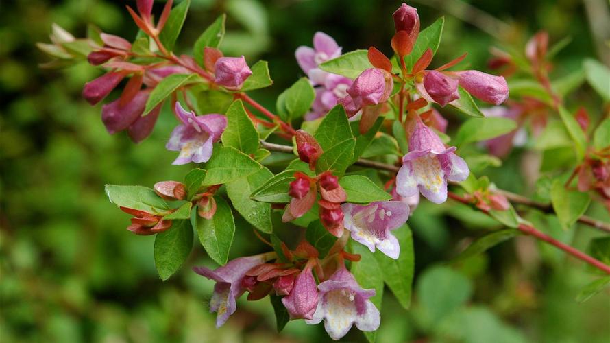 糯米条的繁殖方式？糯米条什么时候开花？-第4张图片-优品飞百科