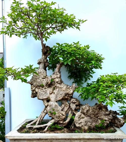 黄荆树桩怎么种？黄荆树桩的栽培技术？